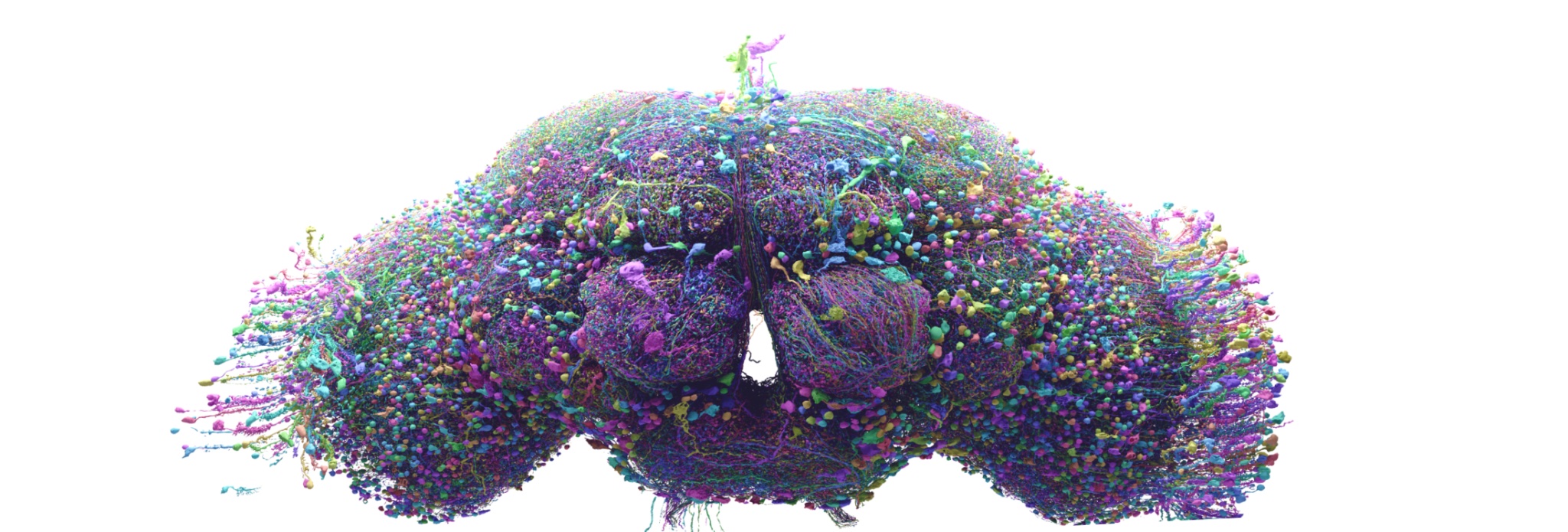 Whole Organism Emulation (WBE)
